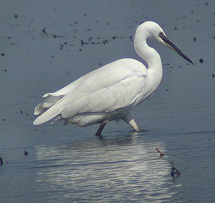 Kleinezilverreiger220403A